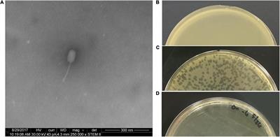 Phages Bind to Vegetative and Spore Forms of Paenibacillus larvae and to Vegetative Brevibacillus laterosporus